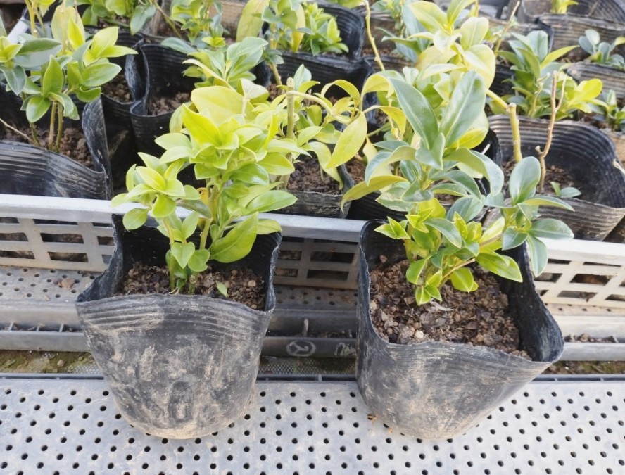 サルココッカ　18株セット　苗 サルココッカ 18株セット 苗