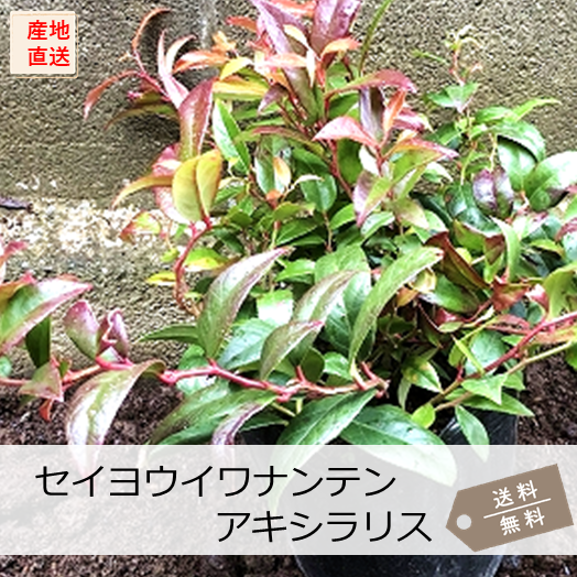 造花（葉付き・400本以上） 寺院様向け造花_花寺_ さかき 造花 Lサイズ120cm