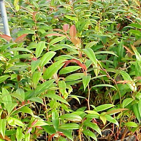 造花（葉付き・400本以上） 寺院様向け造花_花寺_ さかき 造花 Lサイズ120cm