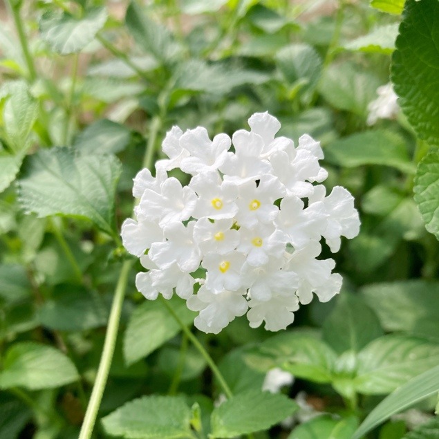 コバノランタナ（白） | 花の咲く植物 | 芝桜専門店「お台場ガーデン