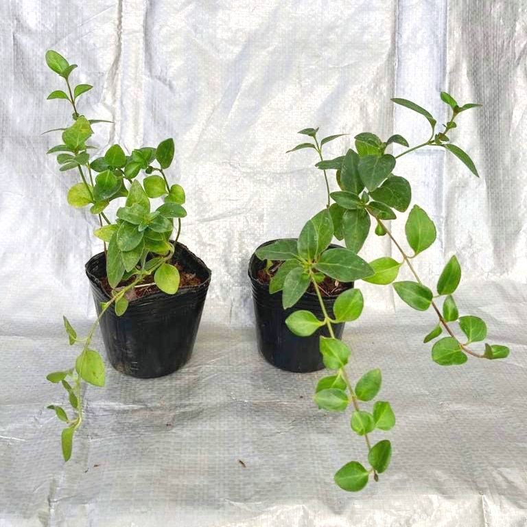 ビンカ・マジョール（ツルニチニチソウ） | 花の咲く植物 | 芝桜専門店