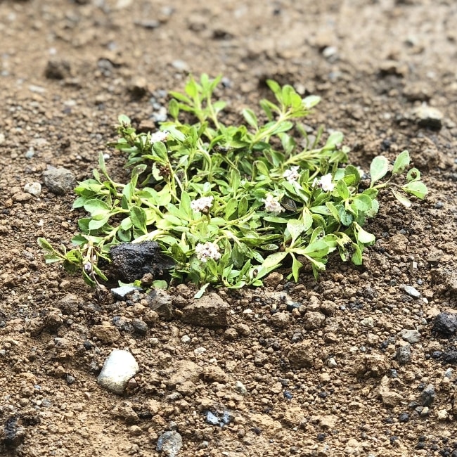 イワダレソウ改良種「クラピア・K7」白花 | クラピア・K7 | 芝桜専門店