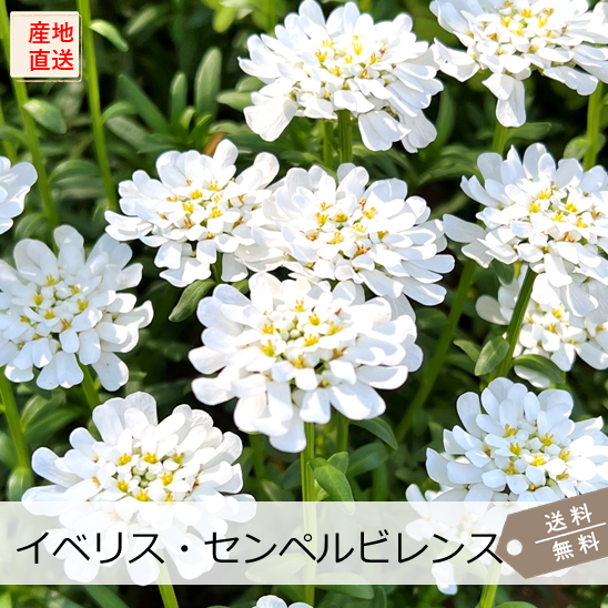 1_000000000144.png?1765255998