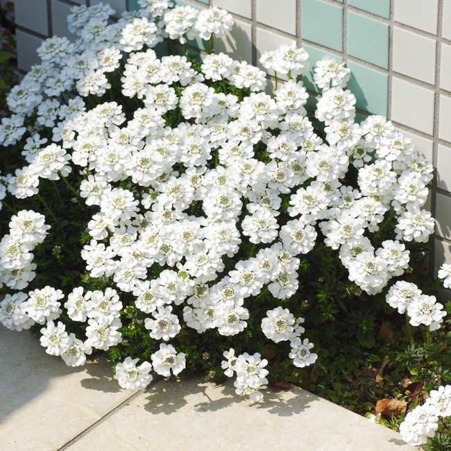 イベリス・センペルビレンス（宿根イベリス） | 花の咲く植物 | 芝桜