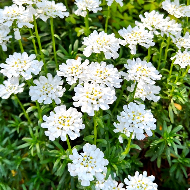 イベリス・センペルビレンス（宿根イベリス） | 花の咲く植物 | 芝桜