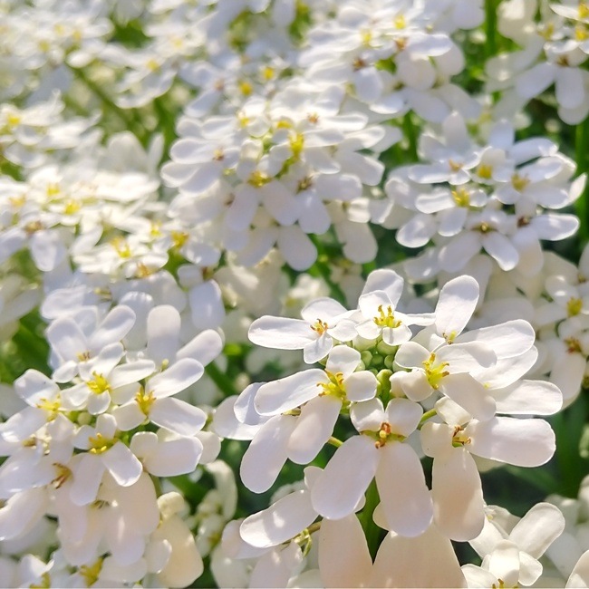 イベリス・センペルビレンス（宿根イベリス） | 花の咲く植物 | 芝桜