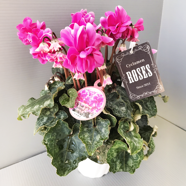 シクラメン ローゼス枝垂れ咲き 園芸ネット本店｜シクラメン：ローゼス ブルー・枝垂れ咲き3.5号ポット