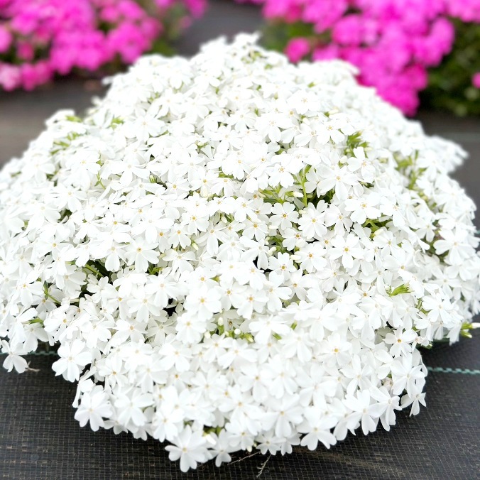 芝桜 初恋 (白色) | 初恋（白） | 芝桜専門店「お台場ガーデンクラブ」