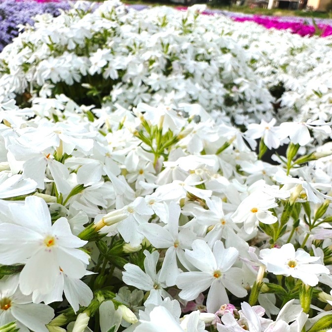 芝桜 初恋 (白色) | 初恋（白） | 芝桜専門店「お台場ガーデンクラブ」