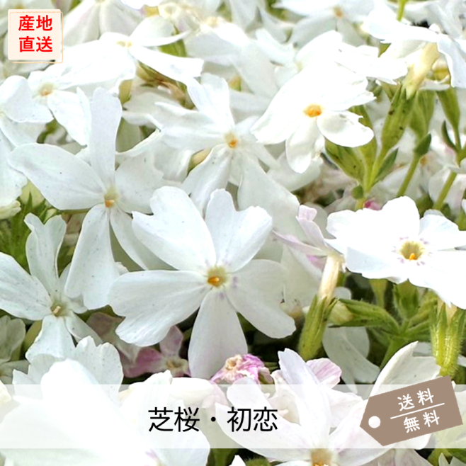 芝桜 初恋 (白色) | 初恋（白） | 芝桜専門店「お台場ガーデンクラブ」