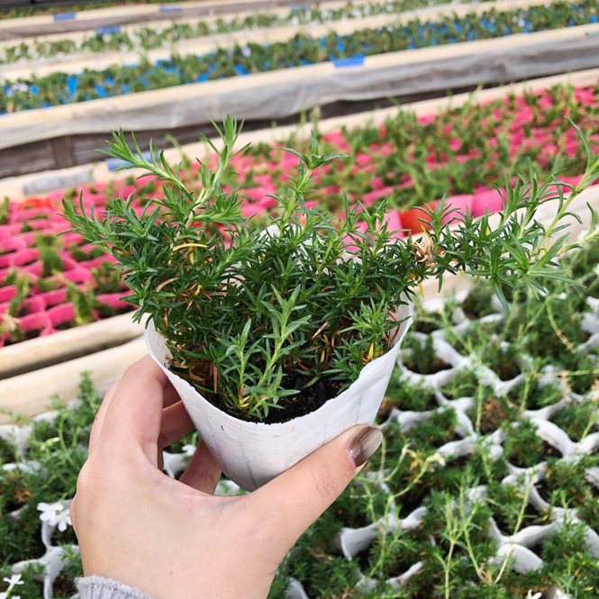 芝桜 初恋 (白色) | 初恋（白） | 芝桜専門店「お台場ガーデンクラブ」