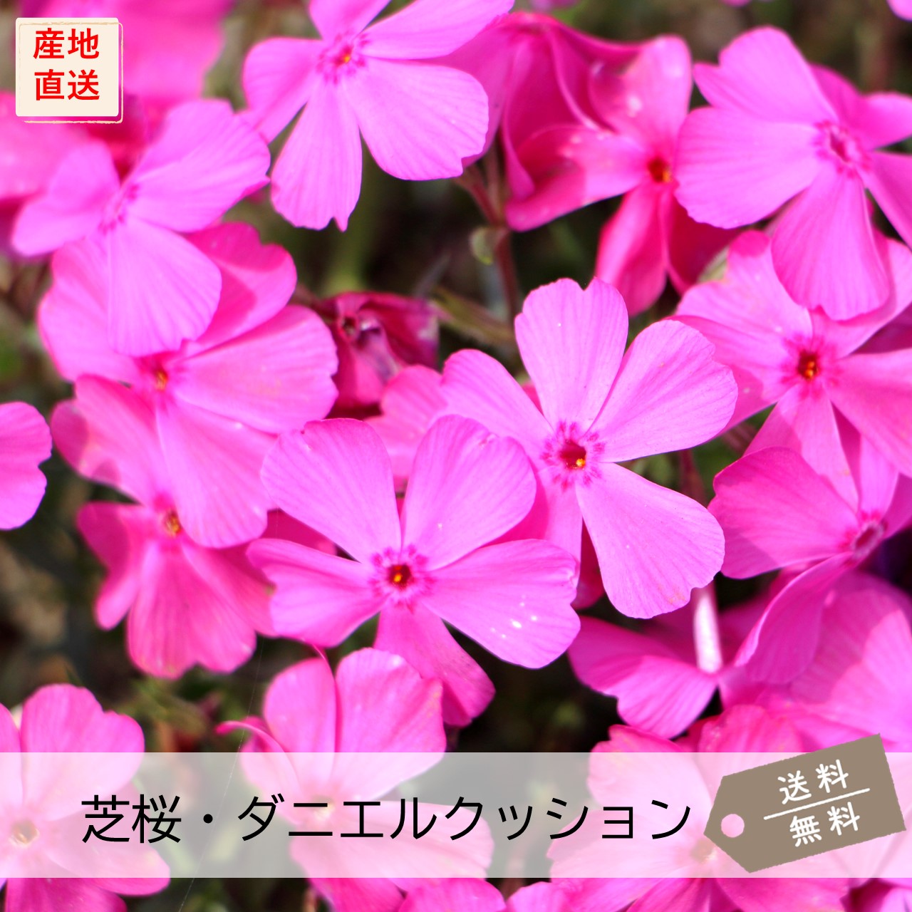 桜 まるっ　0810 000000003587-01-l.jpg?t=