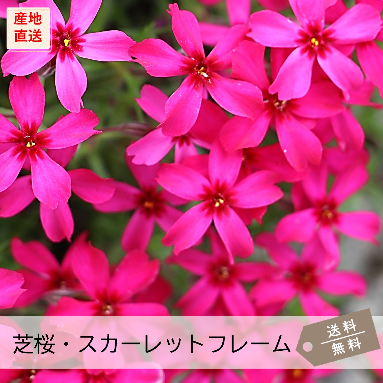 初回限定】芝桜お試しセット（10Pot） | お試しセット | 芝桜