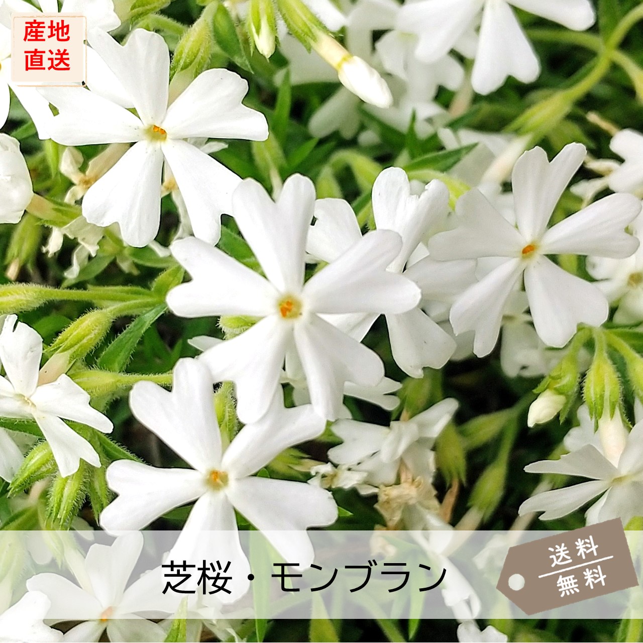 【値下げ】 奥磯太覚 志野 掛花入 【真作保証】 値下げ】 奥磯太覚 志野 掛花入 【真作保証】 Yahoo