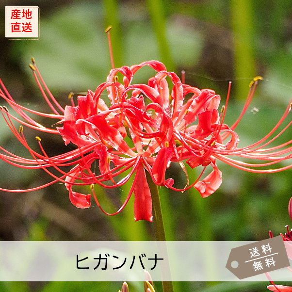 ヒガンバナ（彼岸花） | 花の咲く植物 | 芝桜専門店「お台場ガーデン