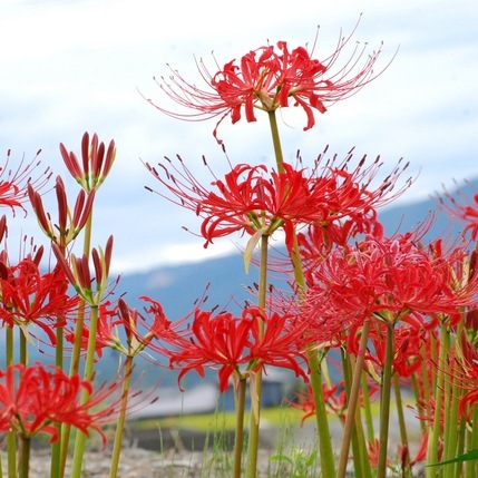ヒガンバナ（彼岸花） | 花の咲く植物 | 芝桜専門店「お台場ガーデン