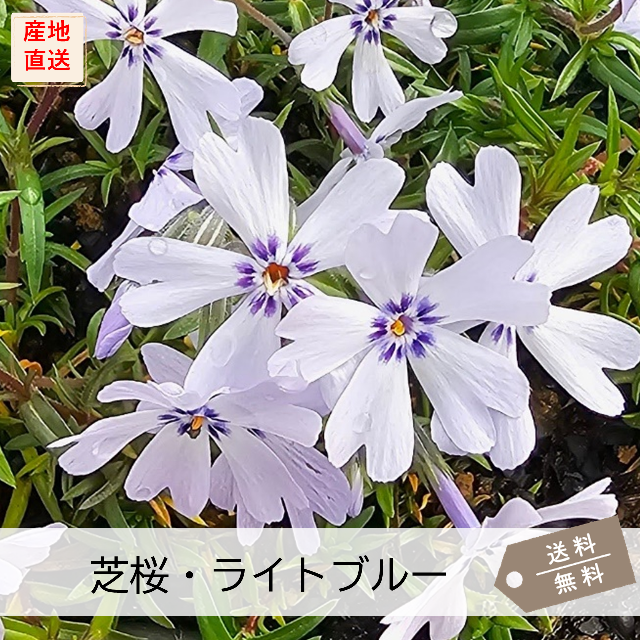 芝桜 ライトブルー (水色) | ライトブルー（水色） | 芝桜専門店「お