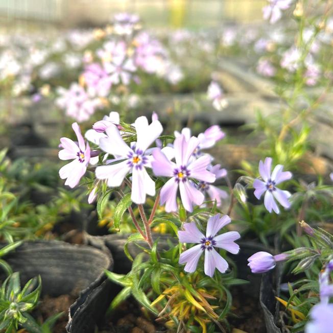 芝桜 ライトブルー (水色) | ライトブルー（水色） | 芝桜専門店「お