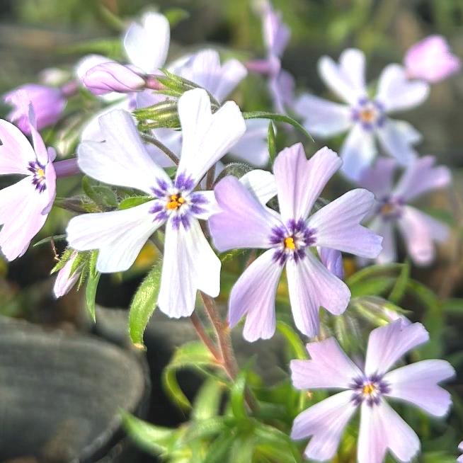 芝桜 ライトブルー (水色) | ライトブルー（水色） | 芝桜専門店「お