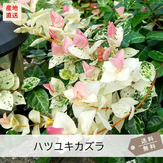 ハツユキカズラ（初雪カズラ） | カラーリーフ | 芝桜専門店「お