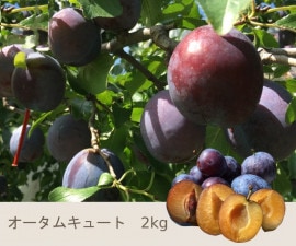 9����ܡ����ܡ��������७�塼��  2����