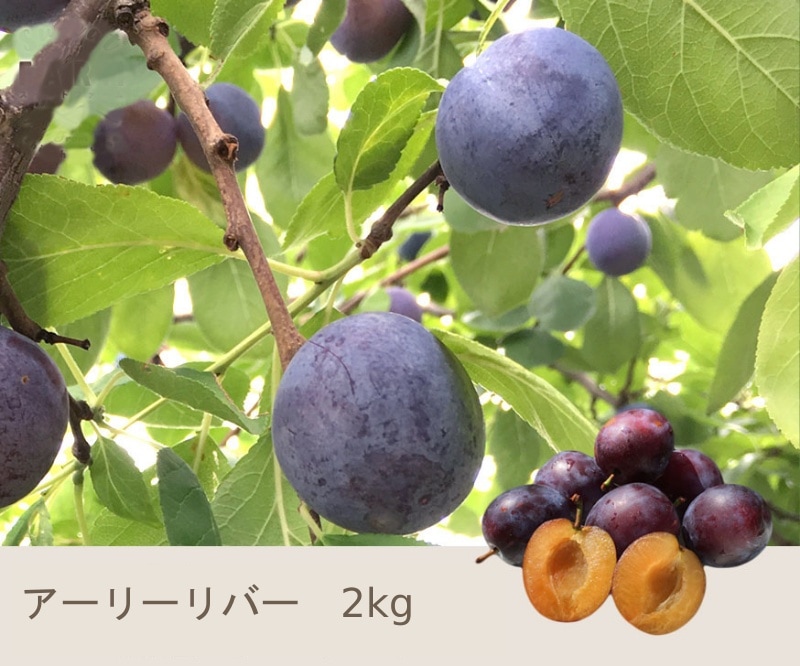 7����ܡ����� �������꡼��С�  2����