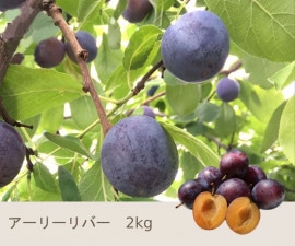くだもの,プルーン | Su-eat Farm スイートファーム 長野県小布施町