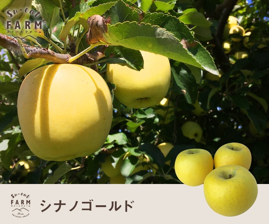 シナノゴールド５kgスイート５kg合計１０kg シナノゴールド 5kg」の人気商品一覧 | 安い商品を通販サイト