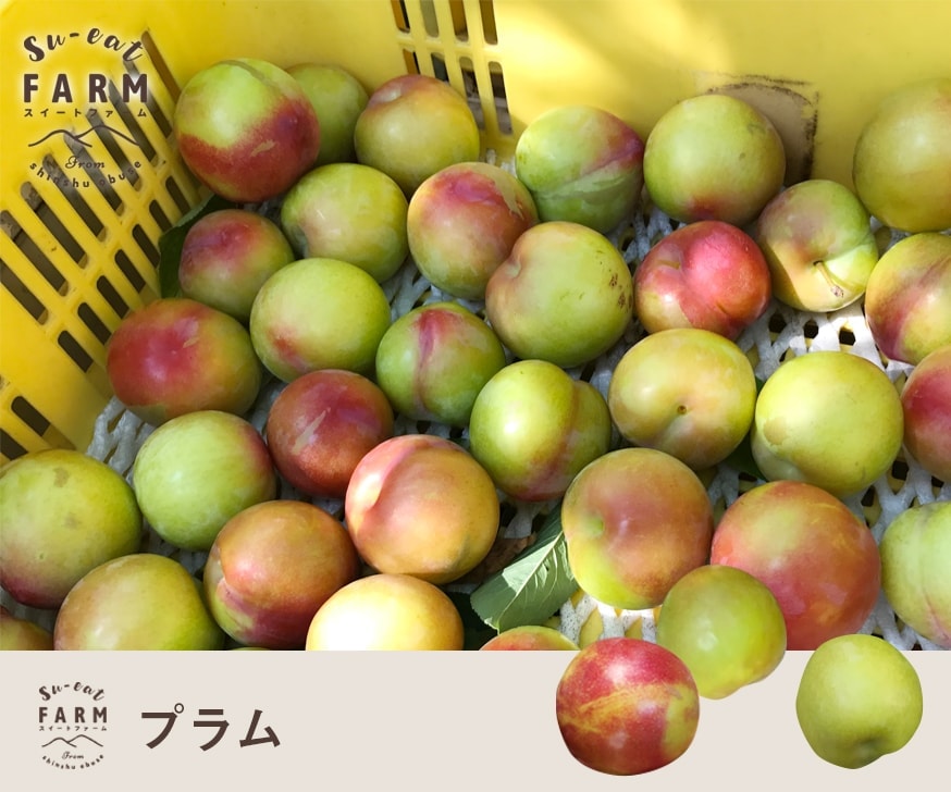 7月上旬 大石早生 プラム 2キロ | くだもの,プラム | Su-eat Farm