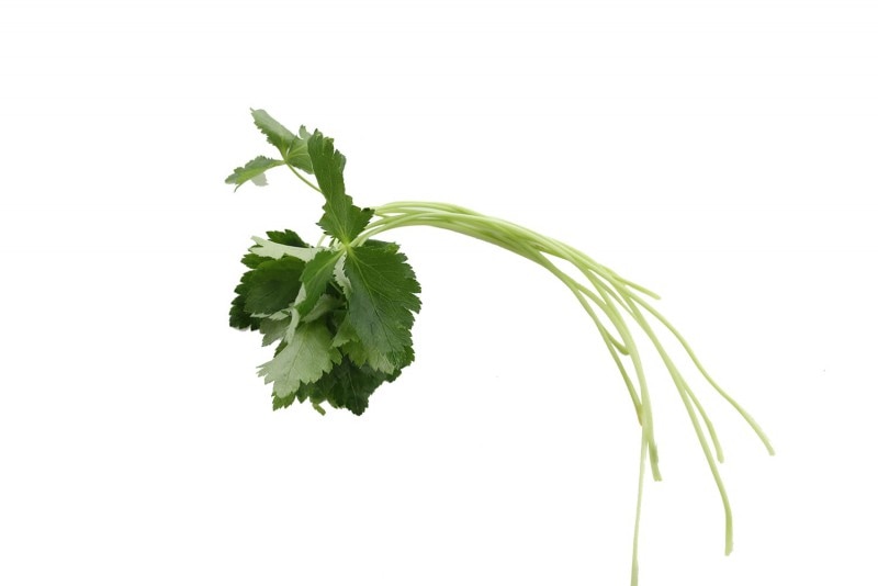 �����ա�1�ޡ���Ĺ��� ����¾ ��