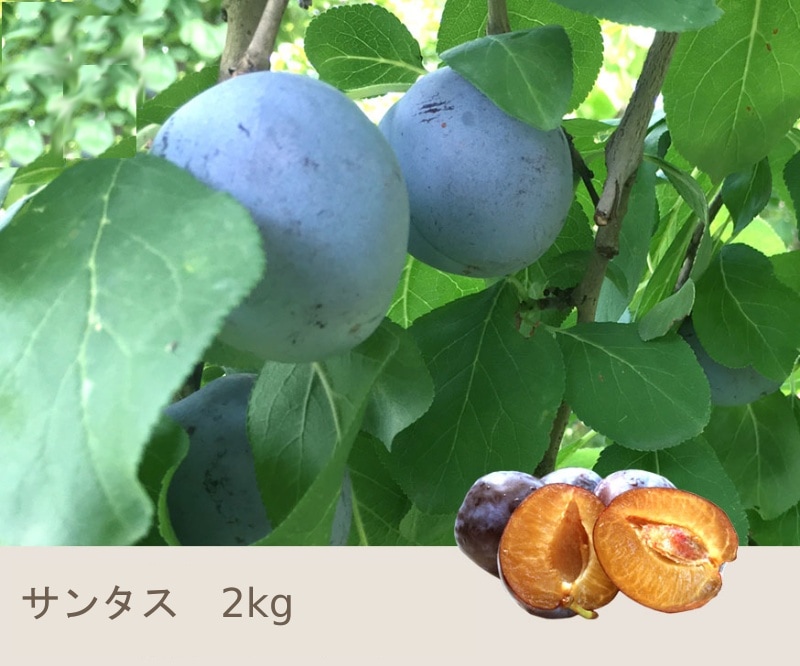 8���ܡ����󥿥�  2����