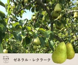 10����ͥ��쥯�顼����3����