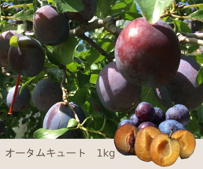 9����ܡ�����ȯ���� �������७�塼��  1����