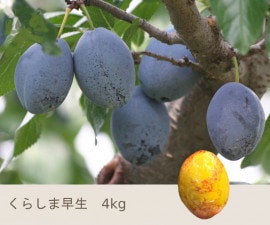 くだもの,プルーン | Su-eat Farm スイートファーム 長野県小布施町