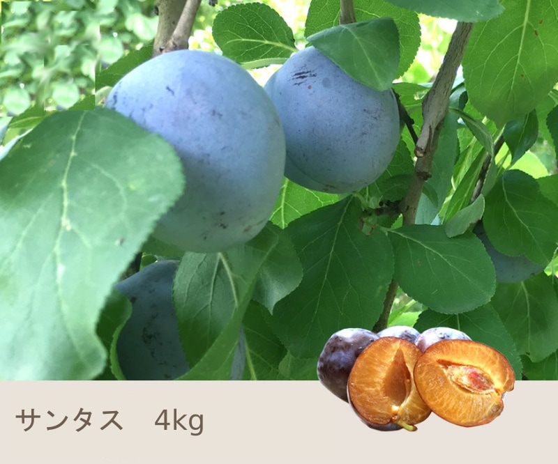 8���ܡ����󥿥���4����