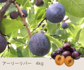 7����ܡ����� �����꡼��С���4����