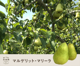 10月　訳あり　マルゲリット マリーラ  3キロ