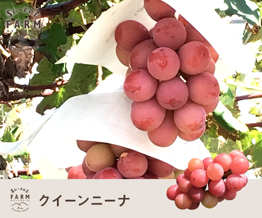 長野県クイーンニーナ２キロ以上 クイーンニーナ 2キロ | くだもの,ぶどう | Su-eat Farm スイート