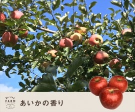 11月上旬　特選  あいかの香り　10キロ