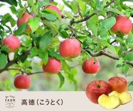 10月中旬〜下旬　訳あり　高徳   3キロ　
