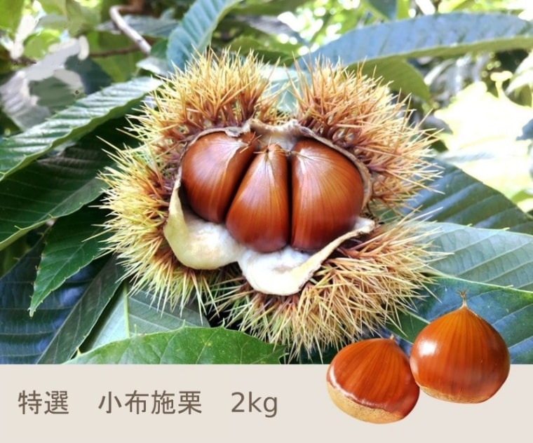 A makaday様　生栗　2キロ 000000001659_BZSx3B6.jpg
