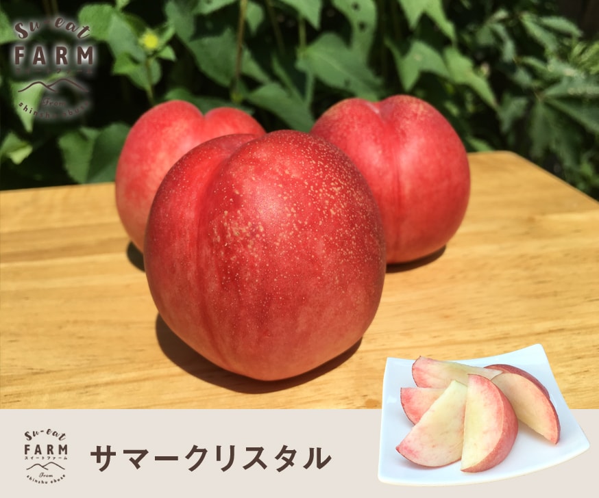 ネクタリン　サマークリスタル 訳あり4.5キロクール便 7月中旬～下旬 サマークリスタル 4キロ | くだもの,ネクタリン | Su