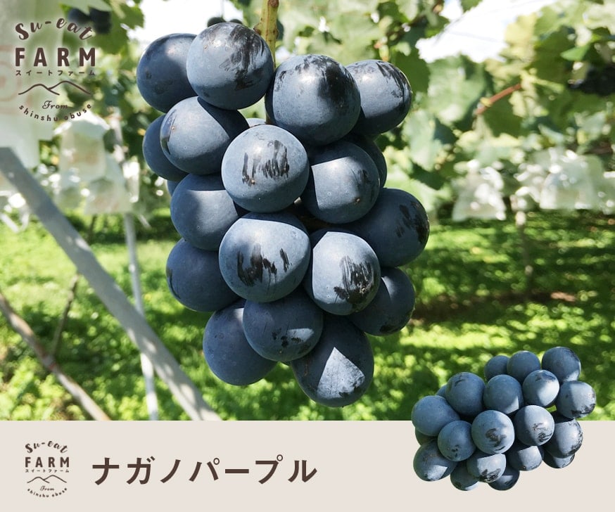 9月下旬 訳あり ナガノパープル 3キロ | くだもの,ぶどう | Su