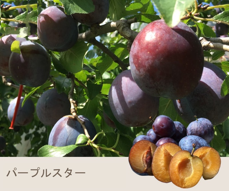 ѡץ륹  4