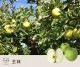 10��ܡ������ꡡ���ӡ�10������