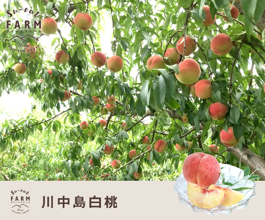 8月下旬 川中島白桃 10キロ | くだもの,もも | Su-eat Farm