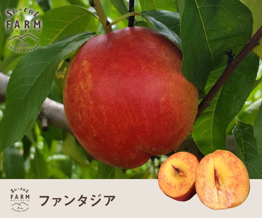 9���ܡ��ե��󥿥��� �����ꡡ5����