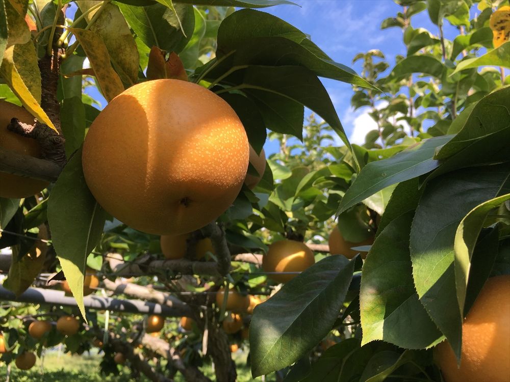 10���ܡ����ܡ����������� 10����