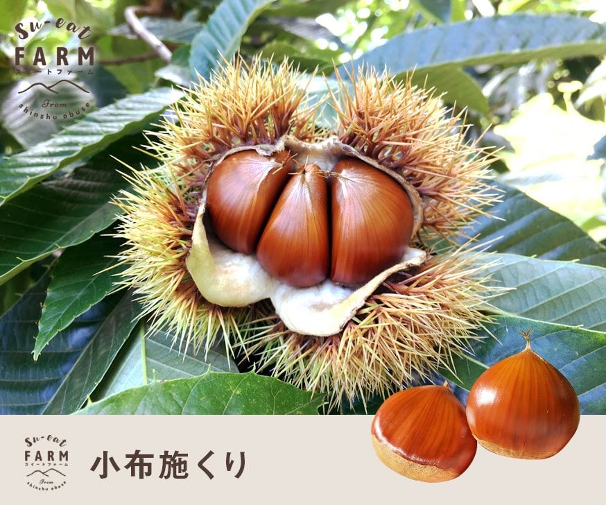 Rie様　生栗　2キロ 楽天市場】2kg（栗｜フルーツ・果物）：食品の通販