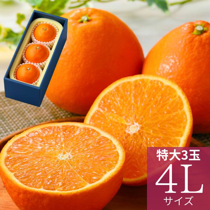 出荷時期：1月】【送料無料】愛媛県産 紅まどんな 特大 4Lサイズ 3玉